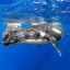 Nudge - Humpback Whales - Vava'u, Tonga