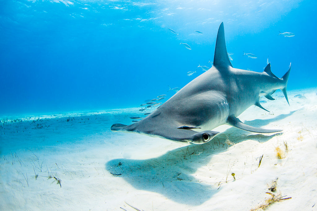 Hammer Below - Hammerhead Shark - Bimini, Bahamas