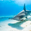 Hammer Below ll - Hammerhead Shark - Bimini, Bahamas