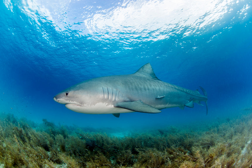 Tiger Shark Portrait - Tiger Beach, Bahamas