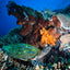 Turtle on Reef - Komodo, Indonesia