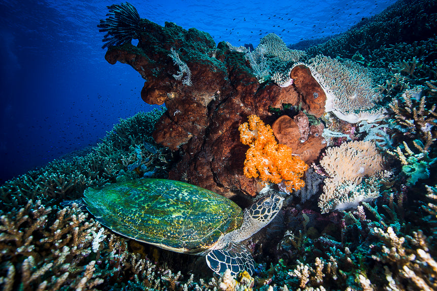 Turtle on Reef - Komodo, Indonesia