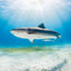 Tiger Shark Portrait ll - Tiger Beach, Bahamas