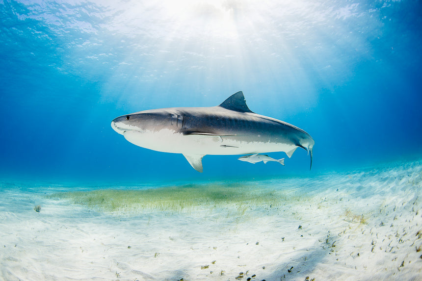 Tiger Shark Portrait - Tiger Beach, Bahamas