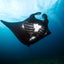 Komodo Manta Ray - Komodo, Indonesia