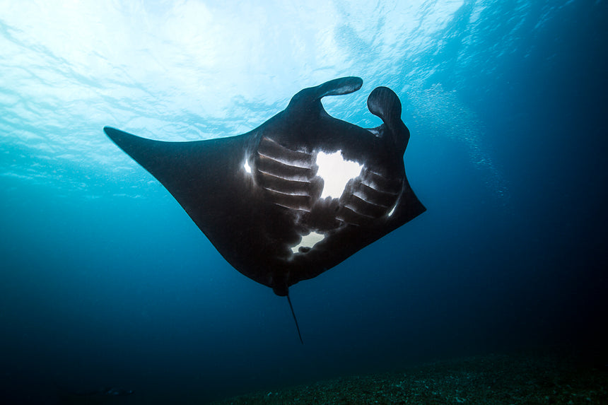 Komodo Manta Ray - Komodo, Indonesia