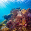 Reef with Light Rays - Komodo, Indonesia