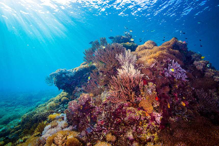 Reef with Light Rays - Komodo, Indonesia