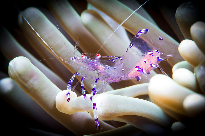 Comensal Shrimp with Eggs - Komodo, Indonesia
