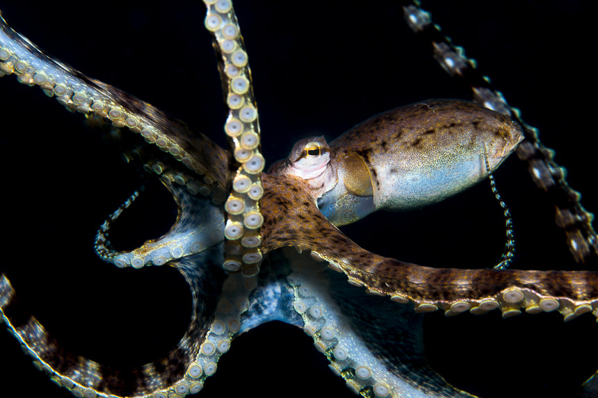 Mimic Me - Lemebh, Indonesia