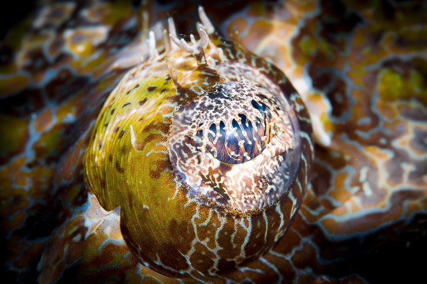 Eye of the Crocodilefish - Manado, Indonesia