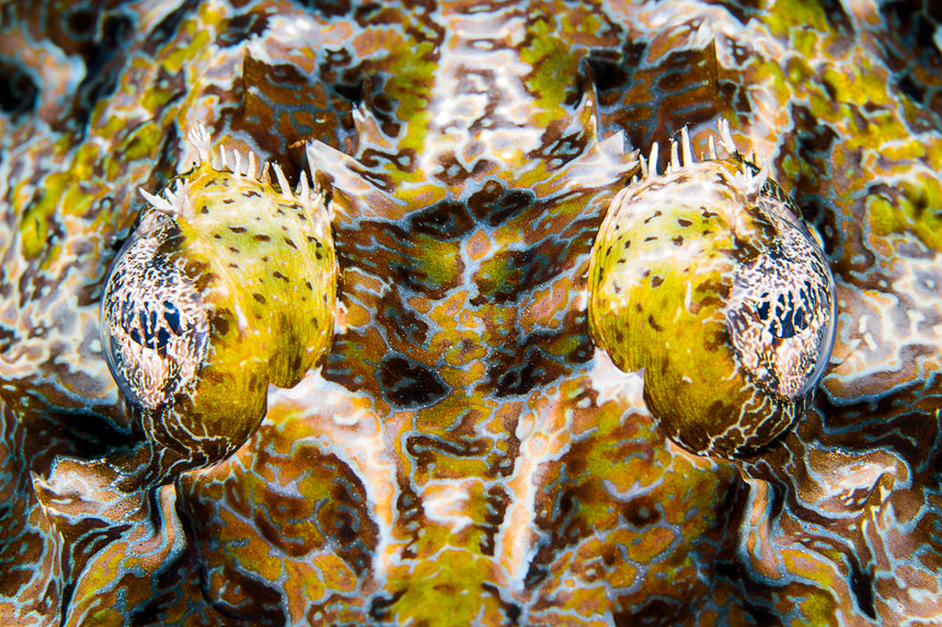 Crocodilefish Eyes - Manado, Indonesia