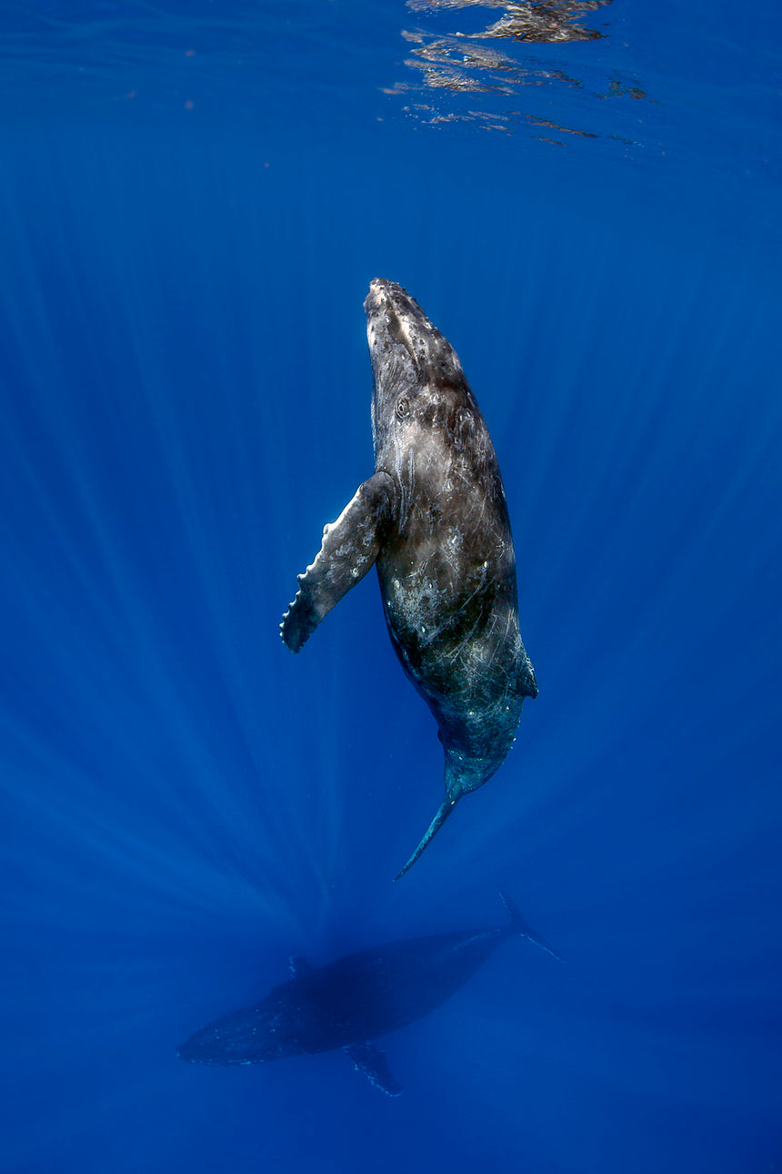 Shy Baby - Humpback Whales - Vava'u, Tonga