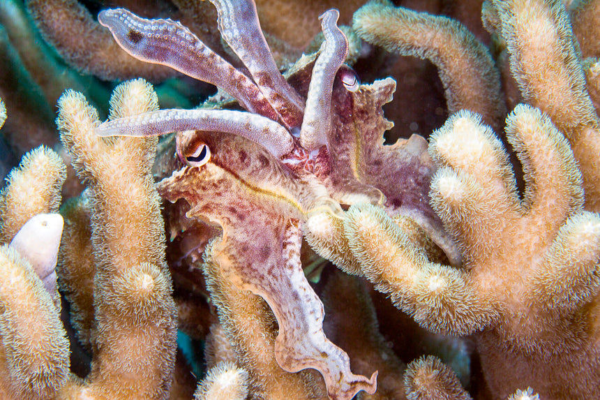 Cuttle in the Reef  - Lembeh, Indonesia