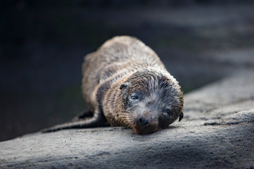 Galápagos Baby Fur Seal - Galapagos Islands