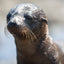 Galápagos Baby Fur Seal ll - Galapagos Islands