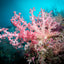 Pink Soft Coral - Komodo, Indonesia