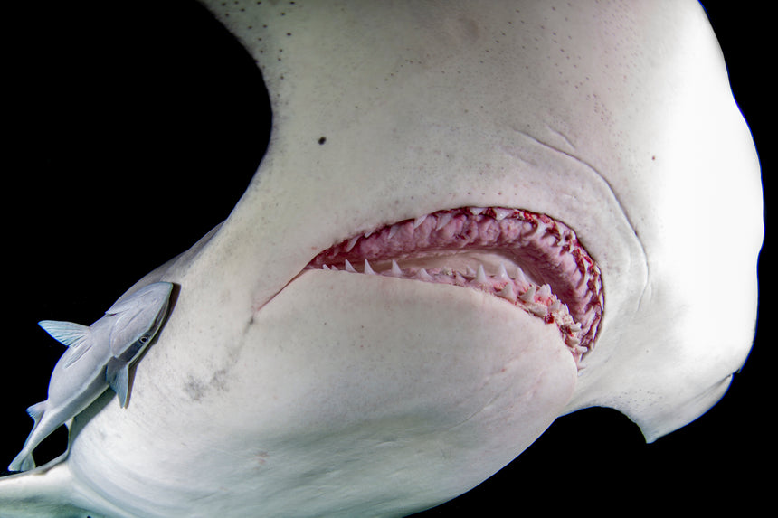 Hammerhead at Night - Hammerhead Shark - Bimini, Bahamas