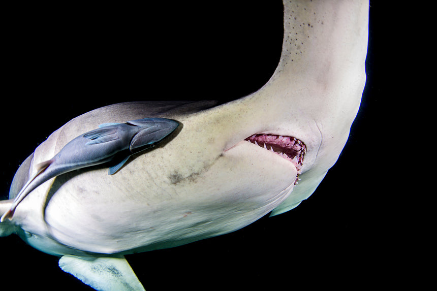 Hammerhead at Night ll - Hammerhead Shark - Bimini, Bahamas