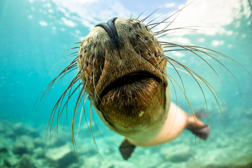 Come Closer - La Paz, Mexico