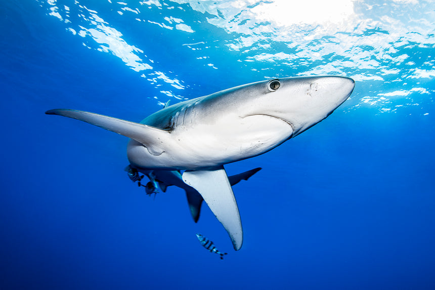 Face Off - Hammerhead Shark - Bimini, Bahamas