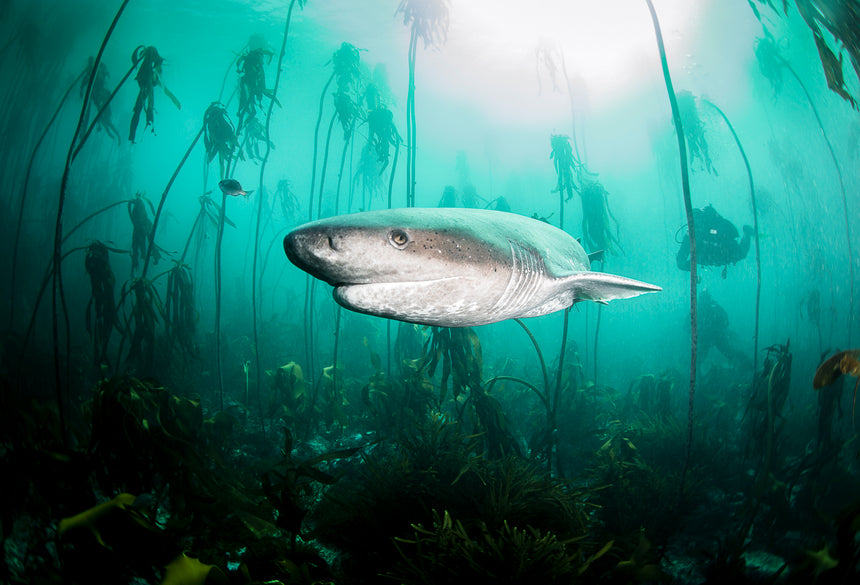 Seven Gill - Cow Shark - Simon's Town, South Africa