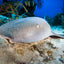 Nurse Shark Portrait - Turks and Caicos Islands