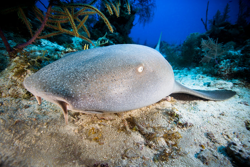 Nurse Shark Portrait - Turks and Caicos Islands