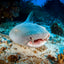 Smile - Nurse Shark - Turks and Caicos Islands