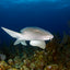 Nurse Shark Portrait ll - Turks and Caicos Islands