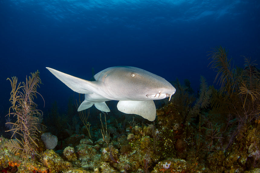 Nurse Shark Portrait ll - Turks and Caicos Islands