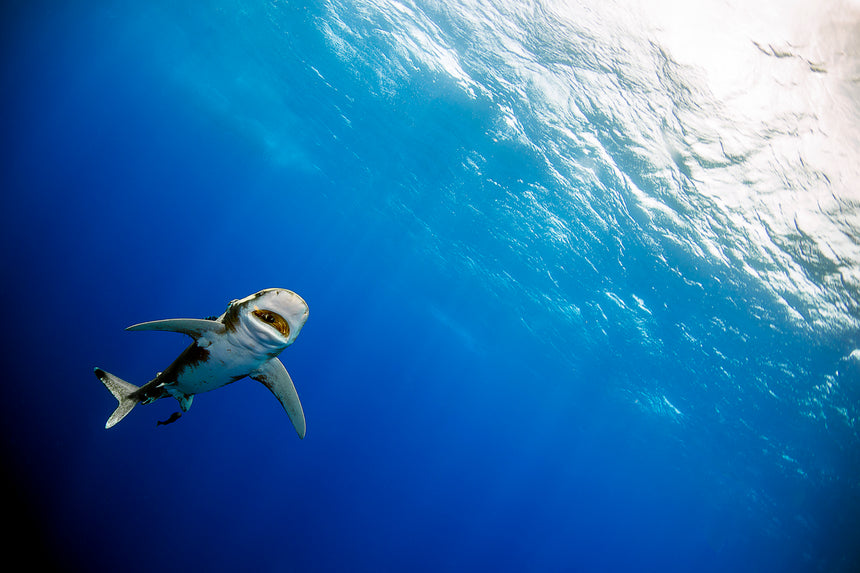 Open Wide - Oceanic White Tip Shark - Cat Island, Bahamas