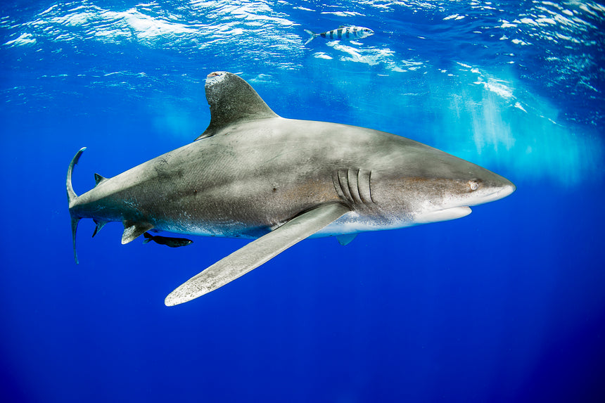 Oceanic White Tip Shark Portrait - Cat Island, Bahamas
