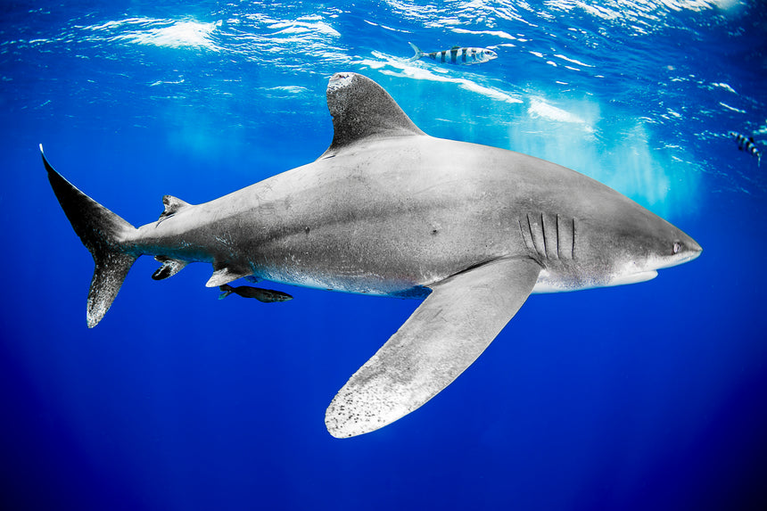 Oceanic White Tip Shark Portrait ll - Cat Island, Bahamas