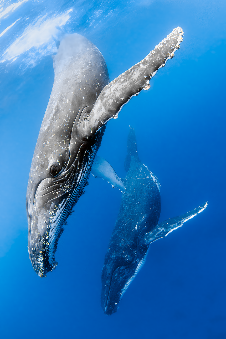 Dancer B&W - Humpback Whales - Vava'u, Tonga