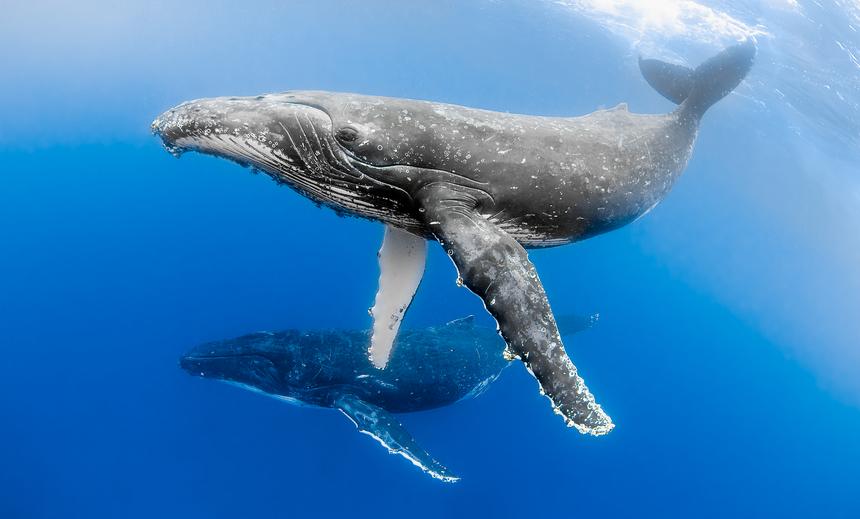 Dancer B&W - Humpback Whales - Vava'u, Tonga