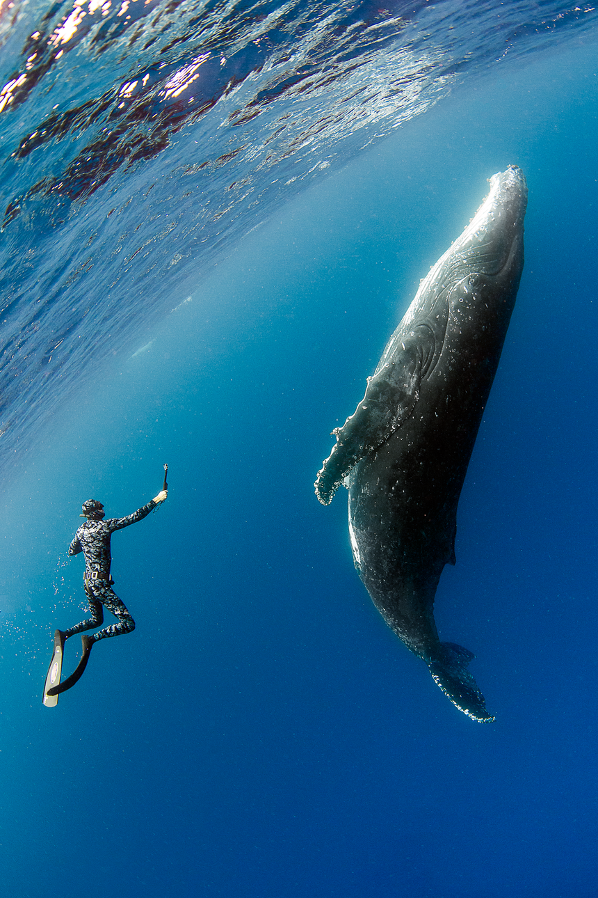 Dancer B&W - Humpback Whales - Vava'u, Tonga