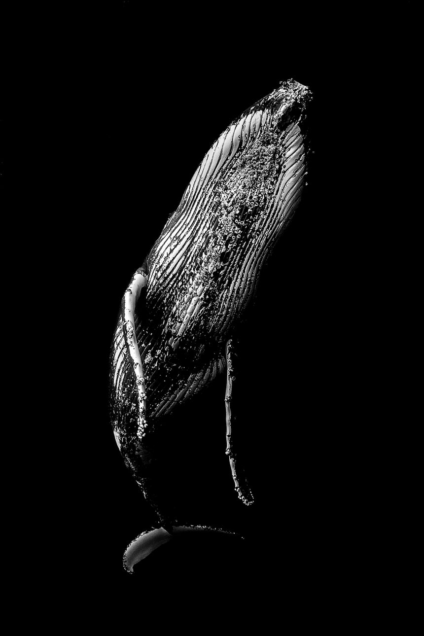 Dancer B&W - Humpback Whales - Vava'u, Tonga