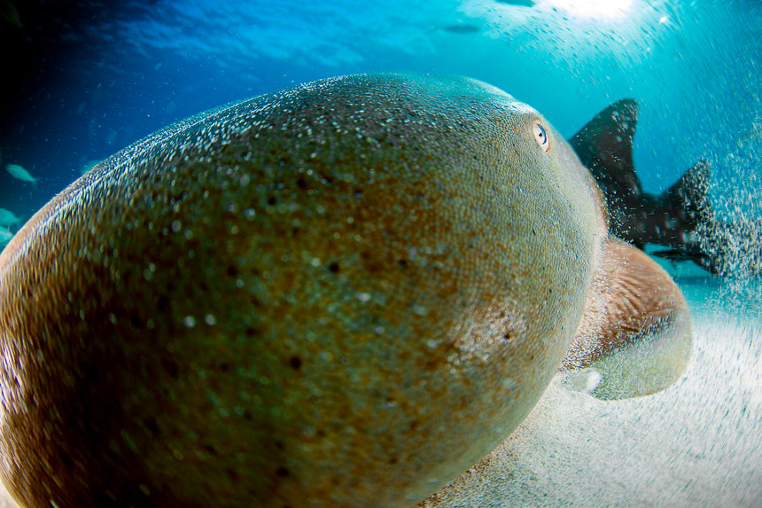 Up Close - Nurse Shark - Bimini, Bahamas
