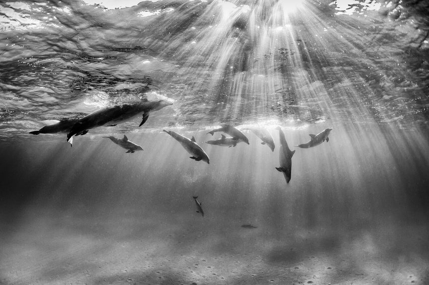 Dancing in the Light - B&W- Bimini, Bahamas
