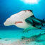 Hammerhead in the Light - Hammerhead Shark - Bimini, Bahamas