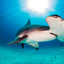Hammerhead in the Light ll - Hammerhead Shark - Bimini, Bahamas