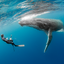 Dance With Me - Humpback Whales - Vava'u, Tonga