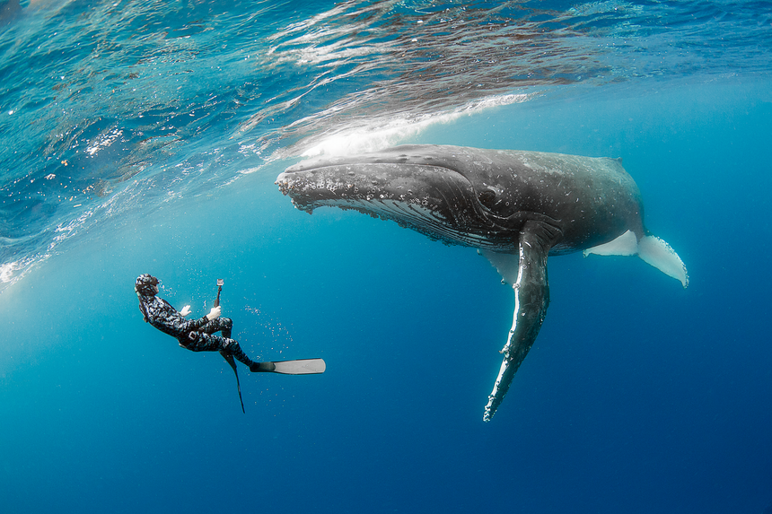 Dance With Me - Humpback Whales - Vava'u, Tonga