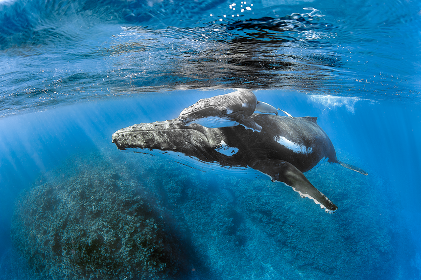 Dancer B&W - Humpback Whales - Vava'u, Tonga