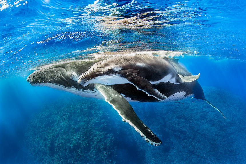 Let Me See - Humpback Whales - Vava'u, Tonga