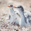 Baby Gentoo Penguins - Falkland Islands