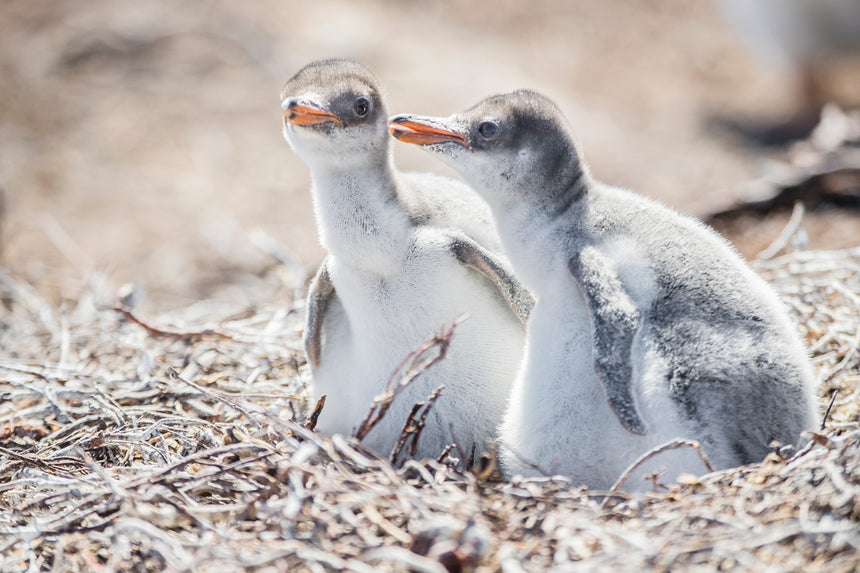 Baby Gentoo Penguins - Falkland Islands