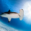 Hammerhead in the Light lll- Hammerhead Shark - Bimini, Bahamas
