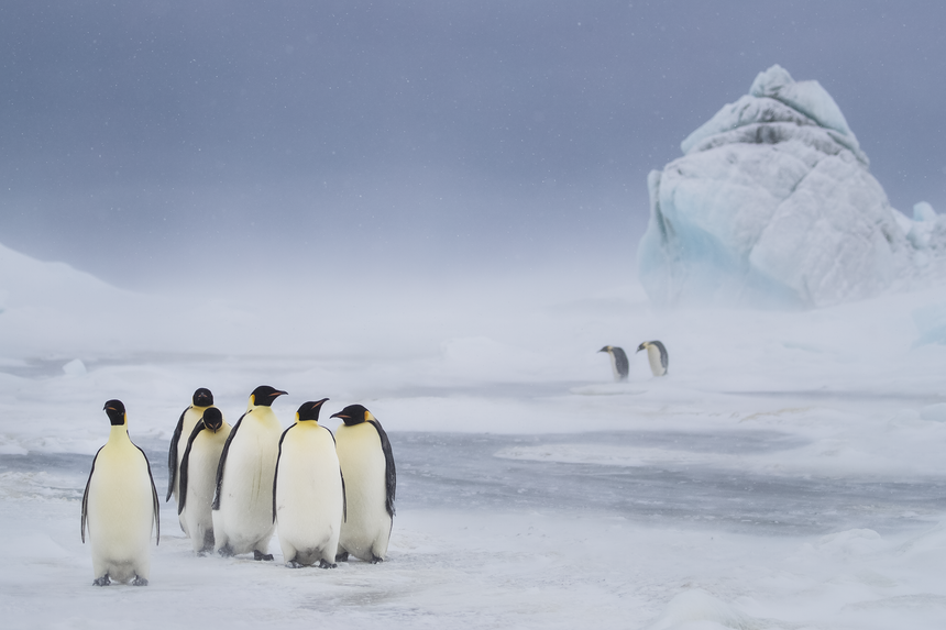 Bored - Emperor Penguin Chick - Snow Hill, Antarctica